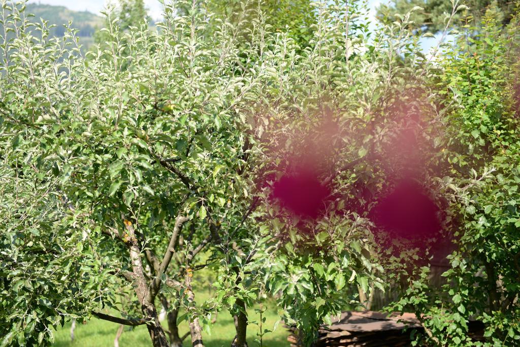 Pensiunea Flori De Camp Vatra Dornei Εξωτερικό φωτογραφία