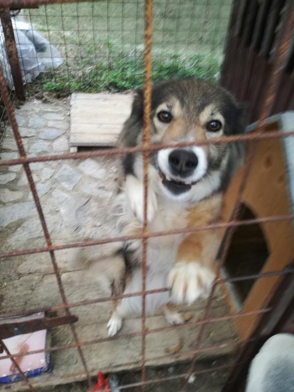 Pensiunea Flori De Camp Vatra Dornei Εξωτερικό φωτογραφία